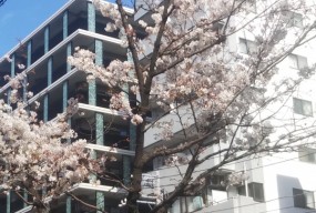 桜が一本だけ咲いてました(*´▽｀*)